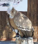 Pájaro Buitre leonado - Gyps fulvus. Granada